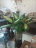 瑪麗安粉黛萬(wàn)年青盆栽桌面好養水培花卉辦公室綠植發(fā)財黃金銀皇后 1顆瑪麗安15-30厘米左右 曬單實(shí)拍圖