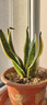 金邊虎皮蘭新房辦公室多肉植物花卉白玉虎皮蘭長(cháng)腳虎皮蘭綠植盆栽 3棵金邊虎皮蘭+1個(gè)加侖盆送底托 曬單實(shí)拍圖