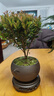 八芽 小葉赤楠盆景擺件室內綠植花卉盆栽老樁客廳辦公室桌面好養植物 【推薦款】小葉赤楠+舍得紫砂盆+苔蘚鋪面+底座 曬單實(shí)拍圖