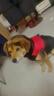 狗狗衣服秋冬保暖加厚寵物金毛拉布拉多衣服中型犬大型犬馬甲背心 撞色馬甲棉衣紅黑 XXL(胸圍54CM 建議15-20斤寵物) 曬單實(shí)拍圖