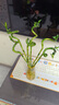 帶根開(kāi)運竹富貴竹水培植物轉運竹水養室內辦公室綠植盆栽四季好養 帶根轉運竹50cm高6根送營(yíng)養液 曬單實(shí)拍圖