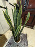 中大型金邊虎皮蘭多肉植物花卉新房辦公室虎尾蘭綠植盆栽6-8棵 虎皮蘭60-80cm高6-8棵 曬單實(shí)拍圖