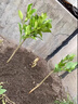 嫁接柚子苗紅心三紅蜜柚樹(shù)苗南方種植盆栽地栽當年結果庭院果樹(shù)苗 泰國紅寶石2年苗【帶土帶葉】 70cm(含)-79cm(含) 曬單實(shí)拍圖