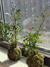 艾瑩超微水培姬月季四季開(kāi)花卉陽(yáng)臺桌面迷你小盆栽水中美人苔蘚球植物 帶花苞】超微姬月季苔蘚球2盆(粉+紅) 曬單實(shí)拍圖