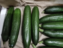 京鮮生 山東荷蘭水果黃瓜 凈4.5斤 單果70g+ 健康輕食早餐蔬菜 源頭直發(fā) 曬單實(shí)拍圖