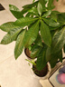 發(fā)財樹(shù)客廳盆栽大顆室內擺件大型步步高樹(shù)喬遷送禮綠植物開(kāi)業(yè) 【送貨上樓】獨桿發(fā)財樹(shù)1-1.1米【福字盆】+肥料 含盆 曬單實(shí)拍圖