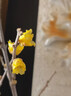 花翁鮮切花干枝年宵花卉水培植物 精選A級臘梅枝60cm5枝源頭直發(fā) 曬單實(shí)拍圖