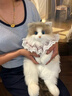 軒島布偶貓背包仿真三花貓咪娃娃毛絨玩偶送兒童新年生日禮物女生朋友 布偶貓背包-限時(shí)贈圍脖【禮盒裝】 情人節禮物小眾實(shí)用走心高級感公仔送女朋友新年禮物 曬單實(shí)拍圖