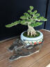 卓美御庭高端黃楊造型盆景老樁真樹(shù)室內外庭院客廳陽(yáng)臺辦公室盆栽新年禮物 精品黃楊盆景 曬單實(shí)拍圖