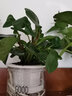 行湘水培綠植盆栽桌面花卉盆景 金邊吊蘭+波斯蕨（早安盆）源頭直發(fā) 曬單實(shí)拍圖