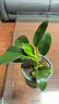 特價(jià)大葉金鉆綠公主盆栽植物除甲醛綠植辦公室四季常青室內擺放2 【1盆】金鉆+基地原盆 含盆高度15-20厘米 曬單實(shí)拍圖