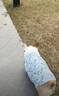 櫻源柯基衣服狗狗夏季薄款衣服防掉毛柯基泰迪比熊柴犬寵物可愛(ài)小背心 藍色獨角獸 【M建議15-21斤】 曬單實(shí)拍圖