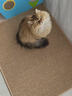 皇佳寵貓抓板貓窩仿劍麻墊耐磨不掉屑防貓爪沙發(fā)保護墻貼貓抓墊貓咪用品 曬單實(shí)拍圖