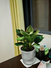 花翁水培綠公主花卉綠植盆栽A級大盆鉑金鉆（光汐吸水盆）源頭直發(fā) 曬單實(shí)拍圖
