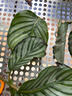 精品青蘋(píng)果竹芋盆栽觀(guān)賞植物懶人室內加濕凈化空氣四季常青綠植 精品青蘋(píng)果竹芋50cm【基地原盆】 曬單實(shí)拍圖