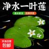 水培一葉蓮浮萍迷你水草凈化水質(zhì)魚(yú)缸造景睡蓮花水生水養花卉植物 一葉蓮 【1片裝】尺寸8-11厘米 曬單實(shí)拍圖