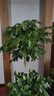愛(ài)優(yōu)尚幸福樹(shù)盆栽客廳室內大型綠植辦公室喬遷新家綠寶凈化空氣源頭直發(fā) 曬單實(shí)拍圖