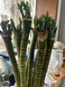 京云夢(mèng)富貴竹龍竹水易養植物盆栽招財轉運竹40龍竹10根不含瓶源頭直發(fā) 曬單實(shí)拍圖