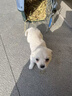 比熊幼犬串米奇寵物狗柯基博美家養白色混血串長(cháng)不大卷毛可愛(ài) 田園級 比熊混血 公母備注 曬單實(shí)拍圖