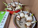 【含盆水仙】漳州水仙花種球水培水養花卉盆栽植物室內花冬季綠植 【復瓣】百福呈祥瓷盆+滿(mǎn)盆水仙【8-10個(gè)球】 曬單實(shí)拍圖