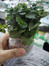 兮月薄荷盆栽四季易種清香驅蚊蟲(chóng)清晰空氣可食用薄荷室內陽(yáng)臺盆栽綠植 【薄荷小苗1盆】無(wú)盆 曬單實(shí)拍圖