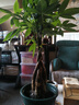 發(fā)財樹(shù)盆栽大型室內綠植物花卉招財樹(shù)搖錢(qián)樹(shù)開(kāi)業(yè)喬遷新居贈禮綠植 辮子發(fā)財樹(shù)50-60cm高【原盆】 曬單實(shí)拍圖
