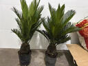 鐵樹(shù)樹(shù)苗盆栽公母庭院室外四季常青大型花卉室內植物好養綠植名貴 鐵樹(shù)球莖3-4公母二顆 不含盆 曬單實(shí)拍圖