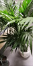 溥畔客廳綠植大盆落地正宗富貴椰子樹(shù)大型落地盆栽散葵鳳陽(yáng)臺凈化空氣 帶基地泥#高78厘米-102厘米 【精品茂盛】富貴椰子9-12株+肥料 曬單實(shí)拍圖