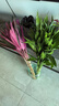 花翁 水培綠植物招財轉運室內水養花卉盆栽紫竹70-80cm10棵源頭直發(fā) 曬單實(shí)拍圖