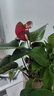 紅掌水培盆栽室內易養水生花卉白掌綠植一帆風(fēng)順客廳觀(guān)花植物粉掌 紅掌1顆（不含其他） 整體高度（28-35cm） 曬單實(shí)拍圖