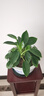 想開(kāi)大葉綠公主金鉆盆栽辦公室內客廳四季常綠好養易活植物桌面綠植 [大株樁包成活]金鉆一盆 曬單實(shí)拍圖