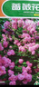 混色薔薇花種子四季開(kāi)花爬藤攀援花卉植物花海景觀(guān)花簡(jiǎn)單易種好養 8個(gè)品種顏色混裝200粒 曬單實(shí)拍圖