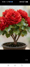 帶花苞玫瑰花盆栽 鉆石玫瑰四季開(kāi)花觀(guān)花綠植室內陽(yáng)臺庭院帶盆栽好四季開(kāi)花 紅色玫瑰 【4棵帶盆栽好】 曬單實(shí)拍圖