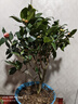 盆栽茶花苗 山茶花苗綠植花卉盆栽四季好養茶花樹(shù)苗盆栽耐寒花卉觀(guān)花植物室內花卉綠植開(kāi)花不斷 不含盆 五色赤丹(強力推薦) 6年苗花苞爆滿(mǎn) 曬單實(shí)拍圖