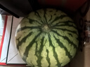 正宗麒麟西瓜超甜廣東薄皮8424冰糖西瓜甜王新鮮水果產(chǎn)地直發(fā) 6-7斤【農家自種 現摘脆甜】 曬單實(shí)拍圖