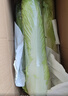 夢(mèng)芷青麻葉白菜高山大白菜綠葉青口白菜長(cháng)桿白菜新鮮火筒菜新鮮蔬菜 曬單實(shí)拍圖