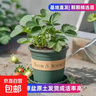 奶油紅顏草莓苗加侖盆四季種植全國適用0.5加侖盆帶盆帶土栽好 紅顏草莓苗+肥料 加侖盆【1盆】高10cm直徑10cm 曬單實(shí)拍圖