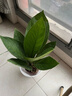 聚寶盆大葉綠植鳥(niǎo)巢花燭盆栽客廳招財水培植物室內好養花卉發(fā)財樹(shù) 1顆聚寶盆（40~50cm）大號 帶盆種好 曬單實(shí)拍圖