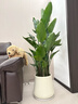 臨雅天堂鳥(niǎo)盆栽室內客廳高級感大型綠植辦公室植物1.4m聚福盆源頭直發(fā) 曬單實(shí)拍圖