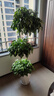 愛(ài)優(yōu)尚幸福樹(shù)盆栽客廳室內大型綠植辦公室喬遷新家綠寶凈化空氣源頭直發(fā) 曬單實(shí)拍圖