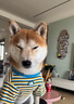 京濮飛柴犬衣服狗狗春夏秋裝保暖條紋短袖寵物衣服貓咪比熊小型犬防掉毛 藍色條紋-LW L碼【建議11-15斤】 曬單實(shí)拍圖