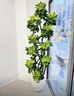 嘆為觀(guān)止 大型盆栽 單桿辮子發(fā)財樹(shù)天堂鳥(niǎo)綠蘿散尾葵辦公室內開(kāi)業(yè)喬遷禮品 造型鴨腳木160-180cm【圓球盆】 含盆 曬單實(shí)拍圖