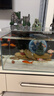 森森 超白玻璃小魚(yú)缸HWK-600P裸缸款水草缸金魚(yú)缸小型水族箱水草缸  曬單實(shí)拍圖