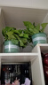 雙盟綠蘿盆栽除甲醛花卉綠植辦公室新房?jì)艋諝?80加侖4盆裝源頭直發(fā) 曬單實(shí)拍圖