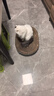 瘋狂的主人貓抓板窩碗形超大號貓抓盆不掉屑貓窩寵物貓玩具瓦楞紙貓爪板 曬單實(shí)拍圖