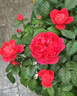 芳逸美四季開(kāi)花月季花灌木盆栽陽(yáng)臺母本大苗多季勤開(kāi)多頭包子耐寒耐熱 果汁陽(yáng)臺 5加侖大苗【 掌柜推薦】 含盆 曬單實(shí)拍圖