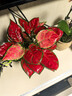 富貴紅如意皇后室內盆栽植物凈化空氣開(kāi)業(yè)喬遷吉利綠植好養盆景 富貴紅不帶盆2盆 帶盆栽好 曬單實(shí)拍圖