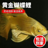 MiniPeace太平鳥(niǎo)童裝冬新幼童套裝F4FCF4253 克里奧粉 100 （100/52） 曬單實(shí)拍圖