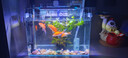 金苔鼠魚(yú)魚(yú)缸清潔魚(yú)工具魚(yú)魚(yú)缸除藻清理糞便小型熱帶觀(guān)賞魚(yú)魚(yú)活體 金苔鼠7條送備損3條【發(fā)10條】 曬單實(shí)拍圖