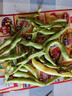 新鮮現摘四季豆云南豆角農家自種應季蔬菜長(cháng)扁蕓豆整箱包郵 凈重2.5斤 曬單實(shí)拍圖